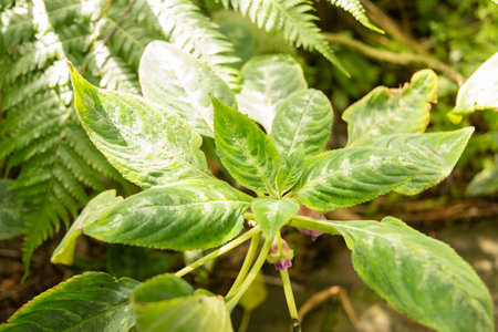 Zurich, Switzerland, May 22, 2023 Impatiens Mackeyana plant at the botanical gardenの写真素材