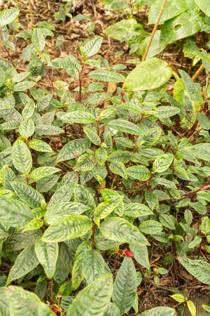 Zurich, Switzerland, May 22, 2023 Impatiens Hians plant at the botanical gardenの写真素材