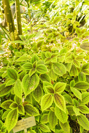 Zurich, Switzerland, May 22, 2023 Pilea Mollis plant at the botanical gardenの写真素材