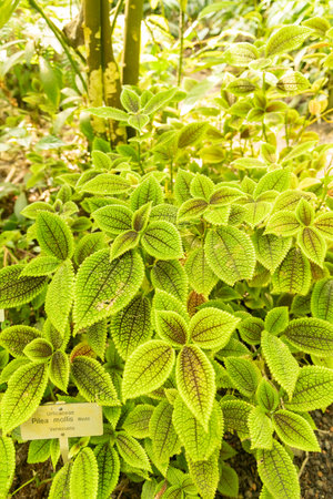 Zurich, Switzerland, May 22, 2023 Pilea Mollis plant at the botanical gardenの写真素材