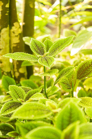 Zurich, Switzerland, May 22, 2023 Pilea Mollis plant at the botanical gardenの写真素材