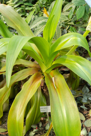 Zurich, Switzerland, May 22, 2023 Poison bulb plant or Crinum Asiaticum at the botanical gardenの写真素材