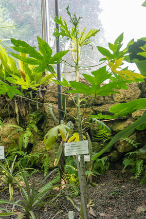 Zurich, Switzerland, May 22, 2023 Carica Papaya plant at the botanical gardenの写真素材