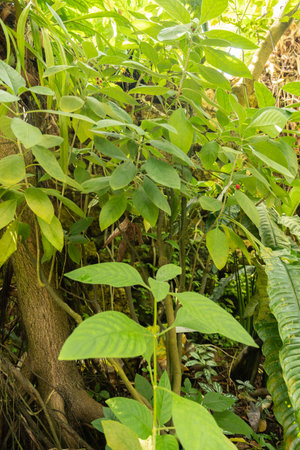 Zurich, Switzerland, May 22, 2023 Dotted wild coffee plant or Psychotria Punctata at the botanical gardenの写真素材