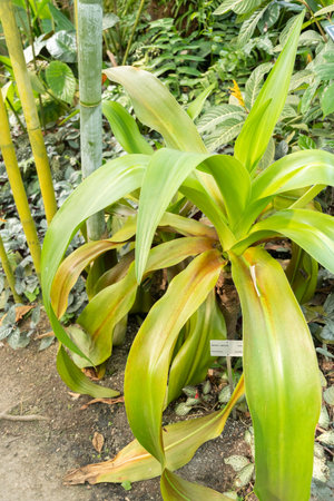 Zurich, Switzerland, May 22, 2023 Poison bulb plant or Crinum Asiaticum at the botanical gardenの写真素材