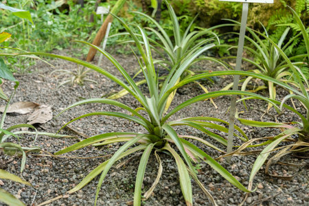 Zurich, Switzerland, May 22, 2023 Pineapple plant or Ananas Comosus at the botanical gardenの写真素材