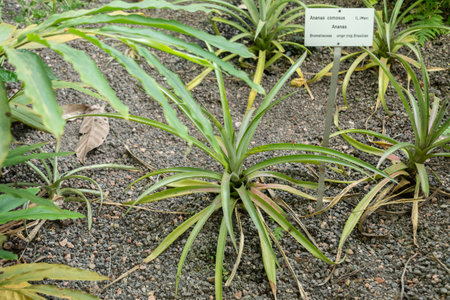 Zurich, Switzerland, May 22, 2023 Pineapple plant or Ananas Comosus at the botanical gardenの写真素材