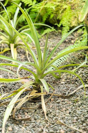 Zurich, Switzerland, May 22, 2023 Pineapple plant or Ananas Comosus at the botanical gardenの写真素材