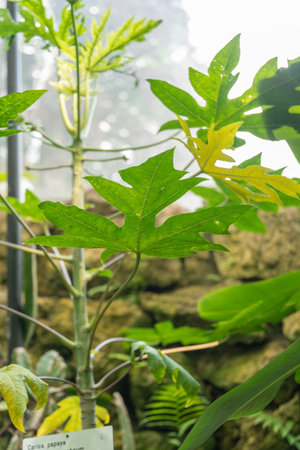 Zurich, Switzerland, May 22, 2023 Carica Papaya plant at the botanical gardenの写真素材