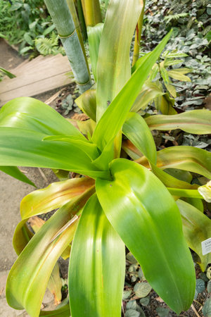 Zurich, Switzerland, May 22, 2023 Poison bulb plant or Crinum Asiaticum at the botanical gardenの写真素材