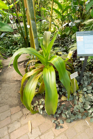 Zurich, Switzerland, May 22, 2023 Poison bulb plant or Crinum Asiaticum at the botanical gardenの写真素材