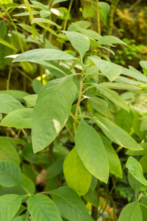 Zurich, Switzerland, May 22, 2023 Dotted wild coffee plant or Psychotria Punctata at the botanical gardenの写真素材
