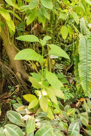 Zurich, Switzerland, May 22, 2023 Dotted wild coffee plant or Psychotria Punctata at the botanical gardenの写真素材
