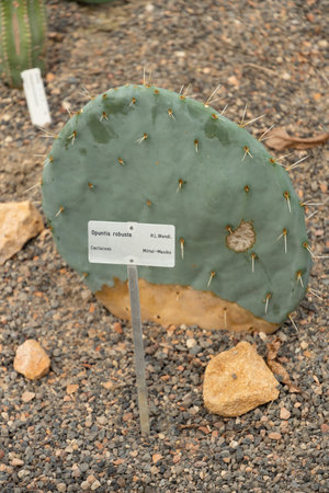 Zurich, Switzerland, May 22, 2023 Wheel cactus or Opuntia Robusta at the botanical gardenの写真素材