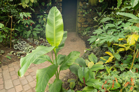 Zurich, Switzerland, May 24, 2023 Different tropical and exotic plantations are exhibited at the botanical gardenの写真素材
