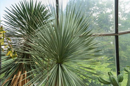 Zurich, Switzerland, May 22, 2023 Unknown little palm tree at the botanical gardenの写真素材