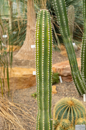 Zurich, Switzerland, May 22, 2023 Neobuxbaumia Euphorbioides cactus at the botanical gardenの写真素材