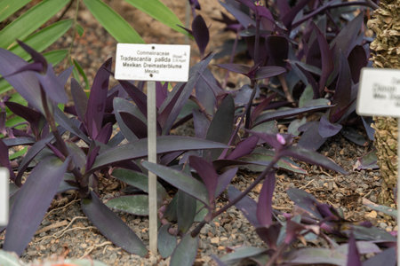 Zurich, Switzerland, May 22, 2023 Purple heart plant or Tradescantia Pallida at the botanical gardenの写真素材