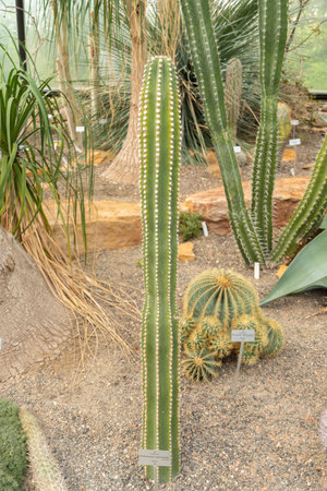 Zurich, Switzerland, May 22, 2023 Neobuxbaumia Euphorbioides cactus at the botanical gardenの写真素材