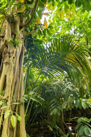 Zurich, Switzerland, May 24, 2023 Different tropical and exotic plantations are exhibited at the botanical gardenの写真素材