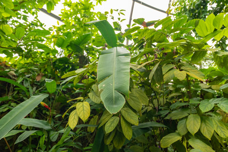 Zurich, Switzerland, May 24, 2023 Tropical and exotic plantations are exhibited at the botanical gardenの写真素材