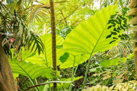 Zurich, Switzerland, May 24, 2023 Different tropical and exotic plantations are exhibited at the botanical gardenの写真素材