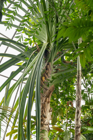 Zurich, Switzerland, May 24, 2023 Different tropical and exotic plantations are exhibited at the botanical gardenの写真素材