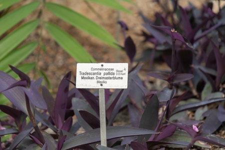 Zurich, Switzerland, May 22, 2023 Purple heart plant or Tradescantia Pallida at the botanical gardenの写真素材
