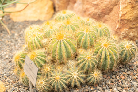 Zurich, Switzerland, May 24, 2023 Ball cactus or Parodia Magnifica at the botanical gardenの写真素材