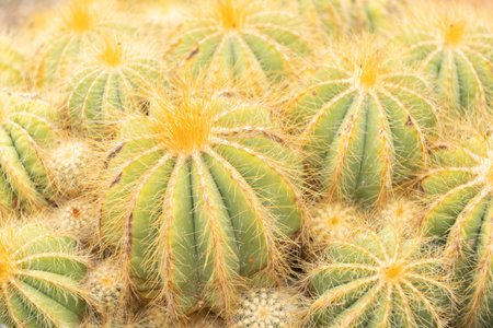 Zurich, Switzerland, May 24, 2023 Ball cactus or Parodia Magnifica at the botanical garden