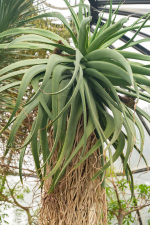 Zurich, Switzerland, May 24, 2023 Tilt head aloe tree or Aloe Speciosa at the botanical gardenの写真素材