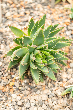 Zurich, Switzerland, May 24, 2023 Short leaved aloe or Aloe Brevifolia plant at the botanical gardenの写真素材