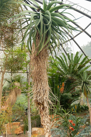 Zurich, Switzerland, May 24, 2023 Tilt head aloe tree or Aloe Speciosa at the botanical gardenの写真素材