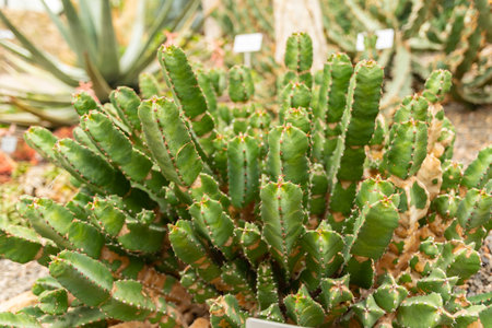 Zurich, Switzerland, May 24, 2023 Resin spurge or Euphorbia Resinifera plant at the botanical gardenの写真素材