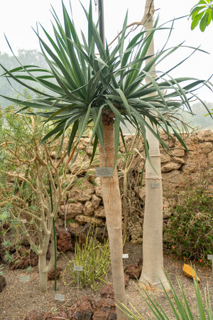 Zurich, Switzerland, May 24, 2023 Canary islands dragon tree or Dracaena Draco tree at the botanical gardenの写真素材