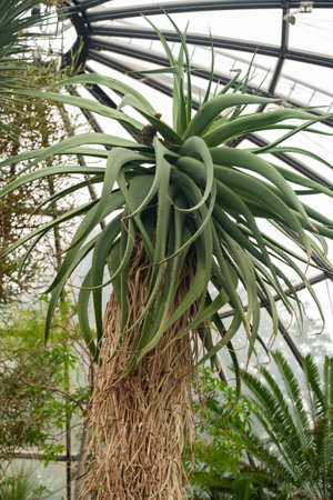 Zurich, Switzerland, May 24, 2023 Tilt head aloe tree or Aloe Speciosa at the botanical gardenの写真素材