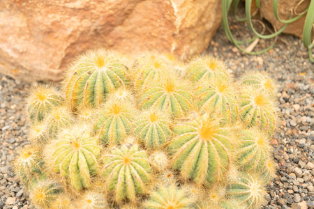 Zurich, Switzerland, May 24, 2023 Ball cactus or Parodia Magnifica at the botanical gardenの写真素材