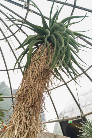 Zurich, Switzerland, May 24, 2023 Tilt head aloe tree or Aloe Speciosa at the botanical gardenの写真素材