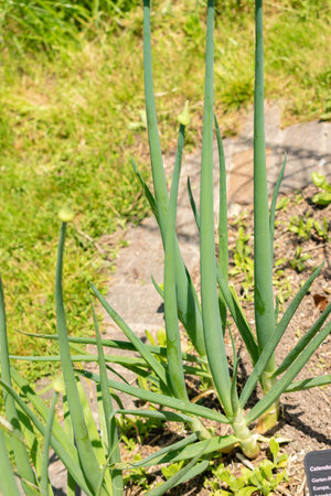 Zurich, Switzerland, May 22, 2023 Bulb onion or Allium Cepa at the botanical gardenの写真素材