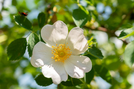 Zurich, Switzerland, May 22, 2023 Dog rose or Rosa Canina at the botanical gardenの写真素材