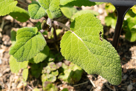 Zurich, Switzerland, May 22, 2023 Salvia leaves at the botanical gardenの写真素材