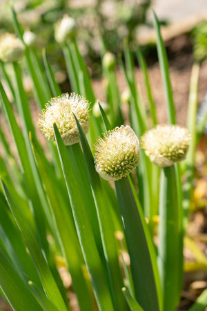 Zurich, Switzerland, May 22, 2023 Bunching onion or Allium Fistulosum at the botanical gardenの写真素材