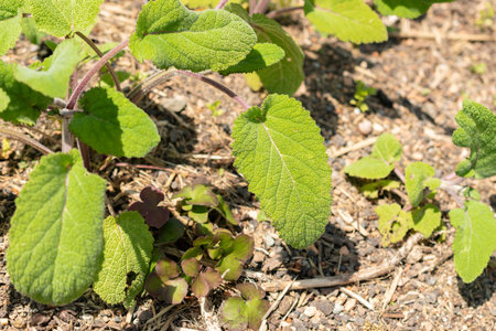 Zurich, Switzerland, May 22, 2023 Salvia leaves at the botanical gardenの写真素材