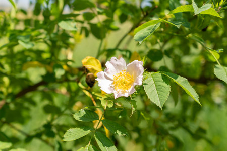 Zurich, Switzerland, May 22, 2023 Dog rose or Rosa Canina at the botanical gardenの写真素材