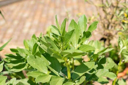 Zurich, Switzerland, May 22, 2023 Faba bean or Vicia Faba at the botanical gardenの写真素材
