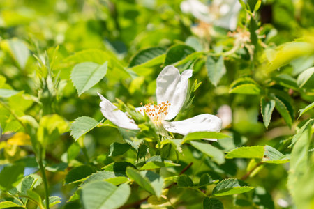 Zurich, Switzerland, May 22, 2023 Dog rose or Rosa Canina at the botanical gardenの写真素材