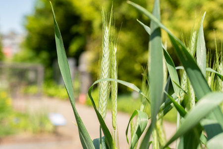 Zurich, Switzerland, May 22, 2023 Pasta wheat or Triticum Durum plant at the botanical gardenの写真素材