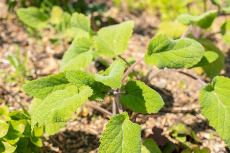 Zurich, Switzerland, May 22, 2023 Salvia leaves at the botanical gardenの写真素材