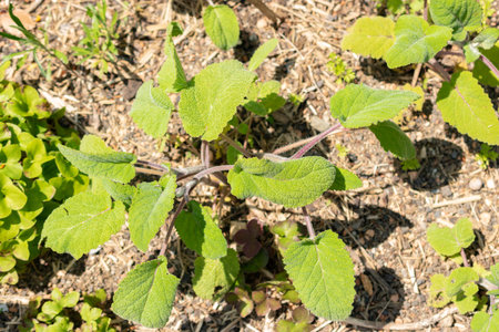Zurich, Switzerland, May 22, 2023 Salvia leaves at the botanical gardenの写真素材