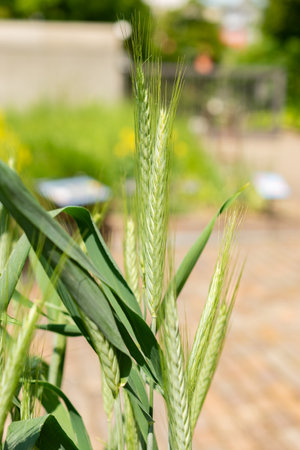 Zurich, Switzerland, May 22, 2023 Pasta wheat or Triticum Durum plant at the botanical gardenの写真素材